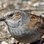 Heckenbraunelle im Garten willkommen heißen?
