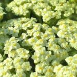 Immergrüne Garben: schöner Garten das ganze Jahr