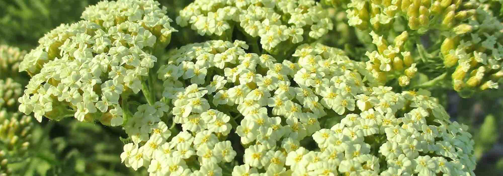 Immergrüne Garben: schöner Garten das ganze Jahr