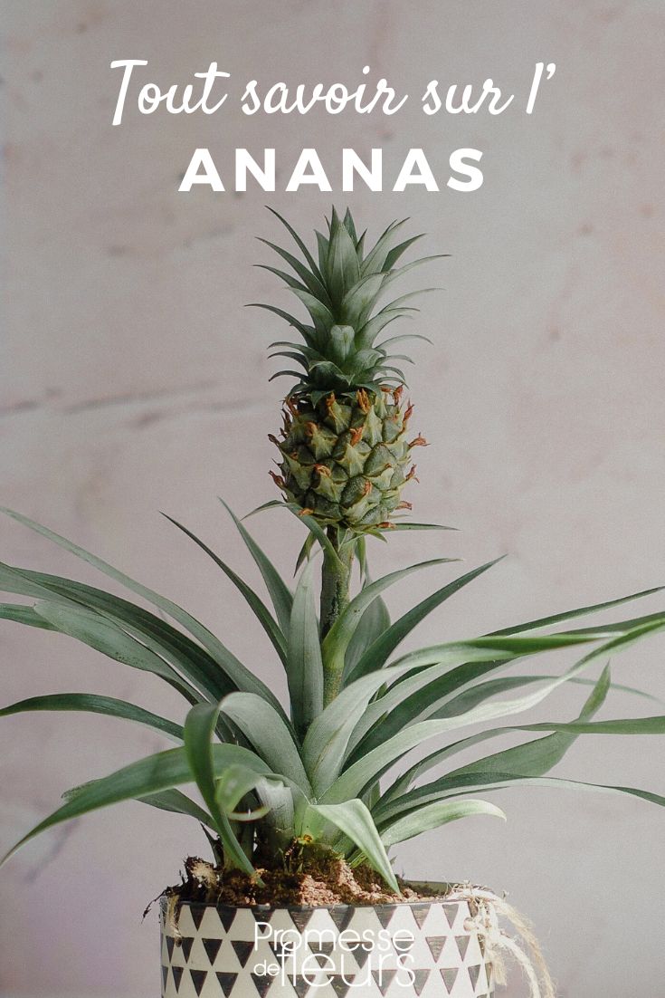 Ananas: Pflanzung, Pflege und Vermehrung