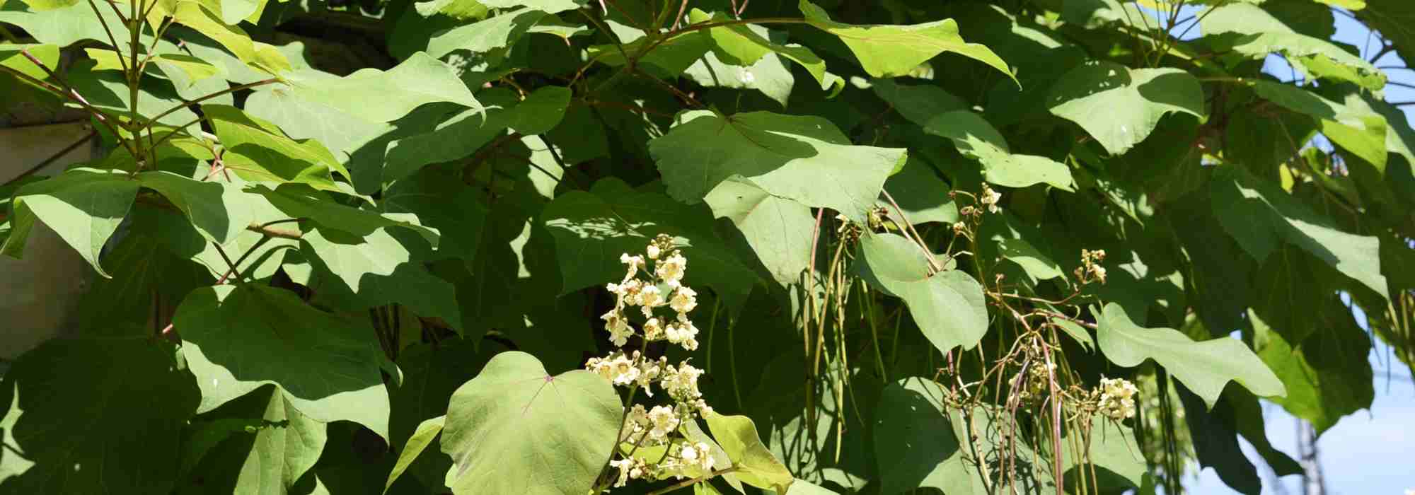 Schattenbaum: Trompetenbaum für kühlen, eleganten Garten
