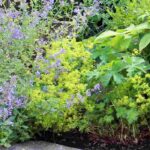 7 Ideen für Stauden mit grünen Blüten