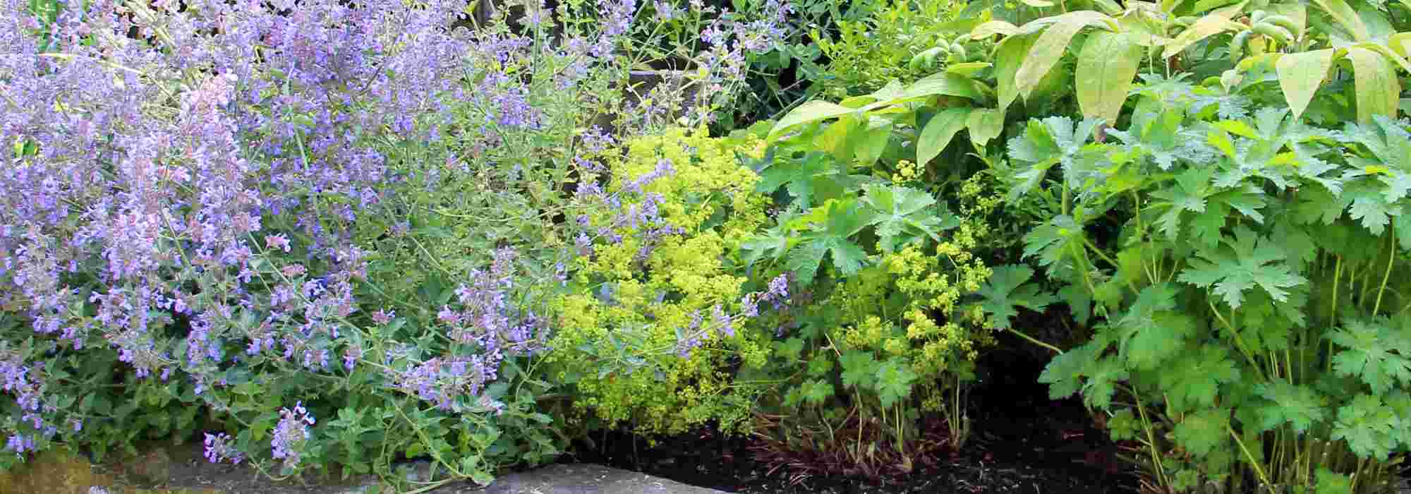 7 Ideen für Stauden mit grünen Blüten