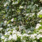 Unverzichtbarer Weißdorn mit weißen Blüten für den Garten