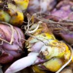 7 Frühlingszwiebeln mit Purpurblüten für den Garten