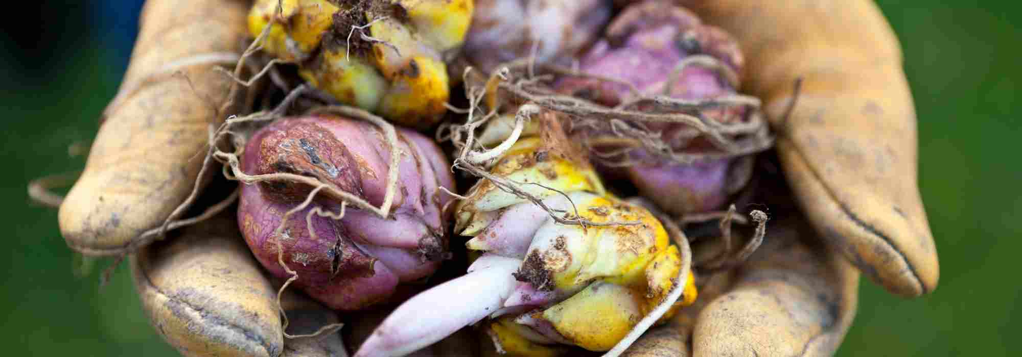 7 Frühlingszwiebeln mit Purpurblüten für den Garten