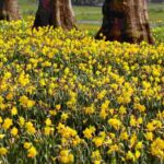 10 gelbe Frühlingszwiebeln für jeden Garten