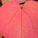 Katsurabaum oder Cercidiphyllum richtig auswählen?
