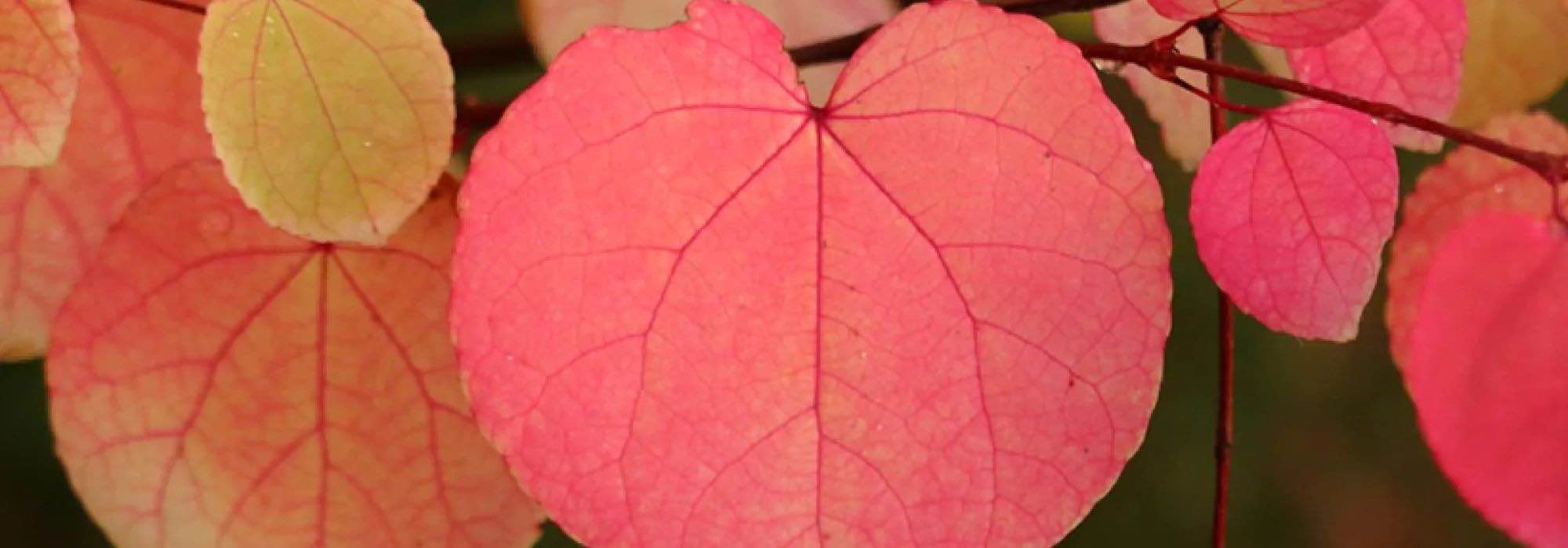 Katsurabaum oder Cercidiphyllum richtig auswählen?