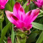Kurkuma im Topf kultivieren: Tipps