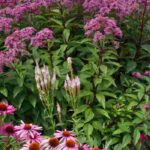 Blütenstände: Formen der Blüte bei Pflanzen