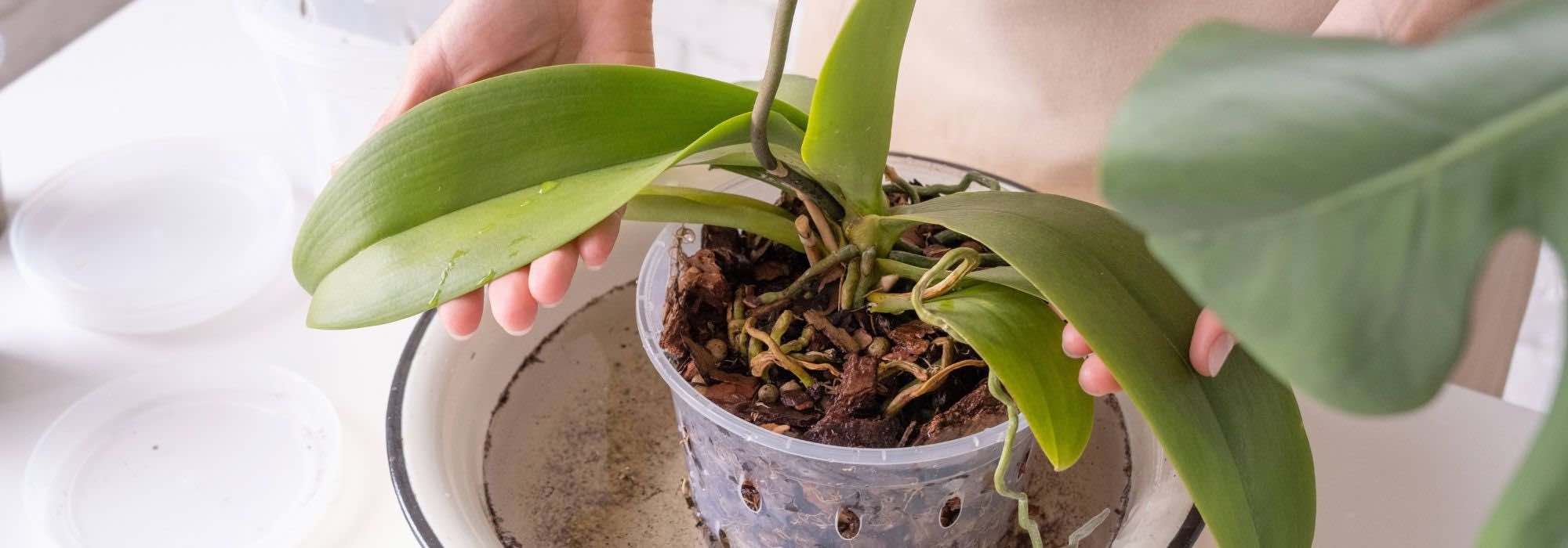 Malayenblume: Pflege durchs Jahr