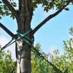 Wie Sie einen Baum richtig anbinden?