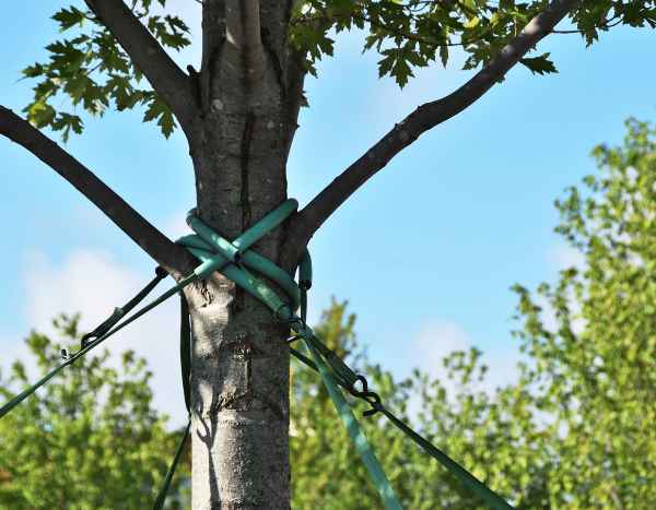 Wie Sie einen Baum richtig anbinden?