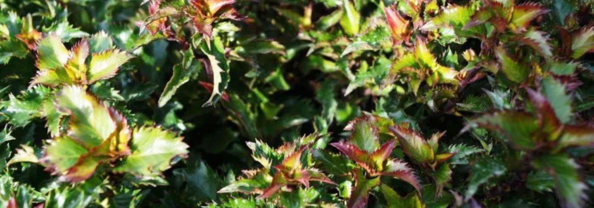 Zwerg-Stechpalmen: Struktur für Garten und Terrasse