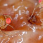 Asiatische Fliege: gefährlicher Obstschädling?