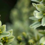 Stauden mit grünen Blüten: Juwelen der Pflanzenwelt