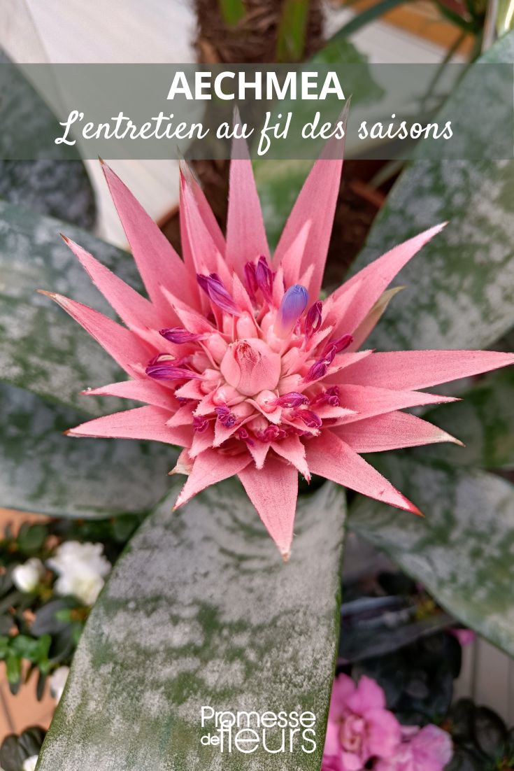 Aechmea-Blüte