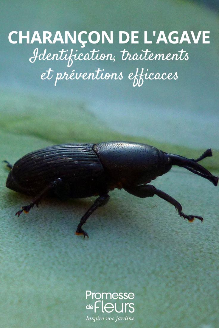 Scyphophorus acupunctatus (Übersetzung bleibt gleich, da es sich um einen wissenschaftlichen Namen handelt)  

*Hinweis für den Kontext:*  
Dies ist der wissenschaftliche Name des "Agavenrüsselkäfers", eines schädlichen Insekts, das vor allem Agaven befällt. Im deutschen Fachjargon kann alternativ der Trivialname verwendet werden:  

**Alternativvorschlag:**  
Agavenrüsselkäfer (Scyphophorus acupunctatus)  

*Verwendungshinweis:*  
- In wissenschaftlichen/gartenbaulichen Texten: Beide Namen kombiniert (wie oben)  
- In allgemeinen Gartenratgebern: "Agavenrüsselkäfer" reicht aus  

Die Wahl hängt von der Zielgruppe ab (Hobbygärtner vs. Fachpublikum).