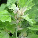 Gänsefuß erkennen und im Garten loswerden?
