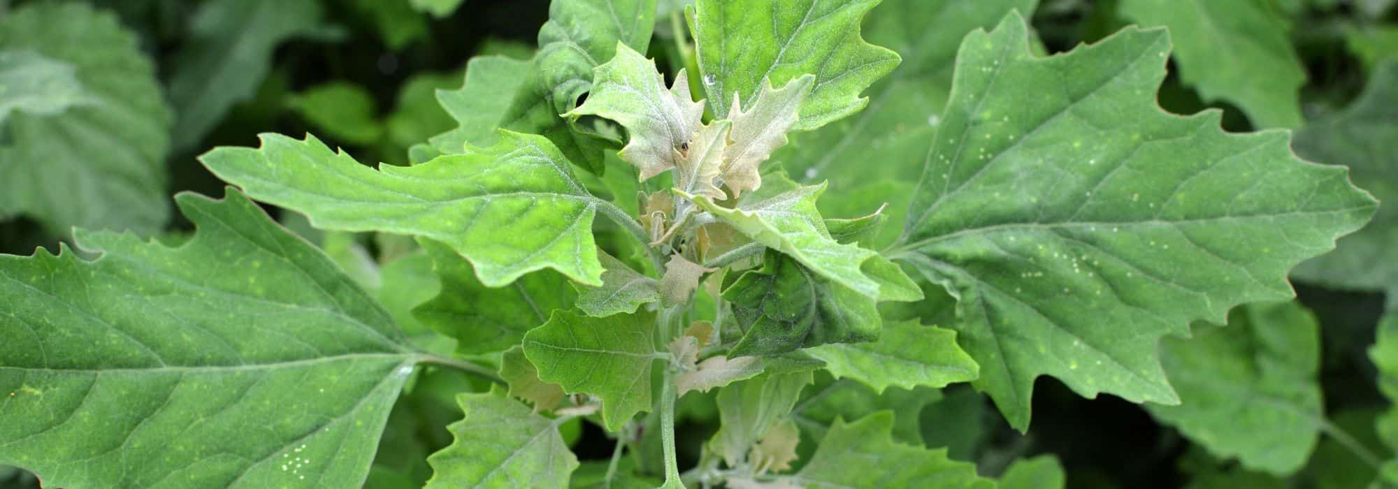 Gänsefuß erkennen und im Garten loswerden?