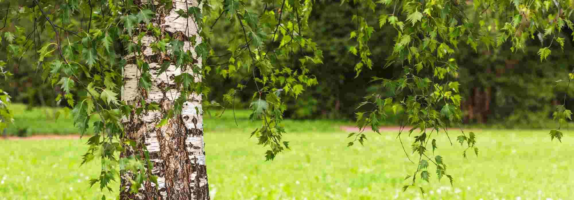 Gärtnern für Anfänger: passenden Baum für den Garten in 6 Schritten wählen