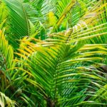 Dypsis – Betelpalme pflegen