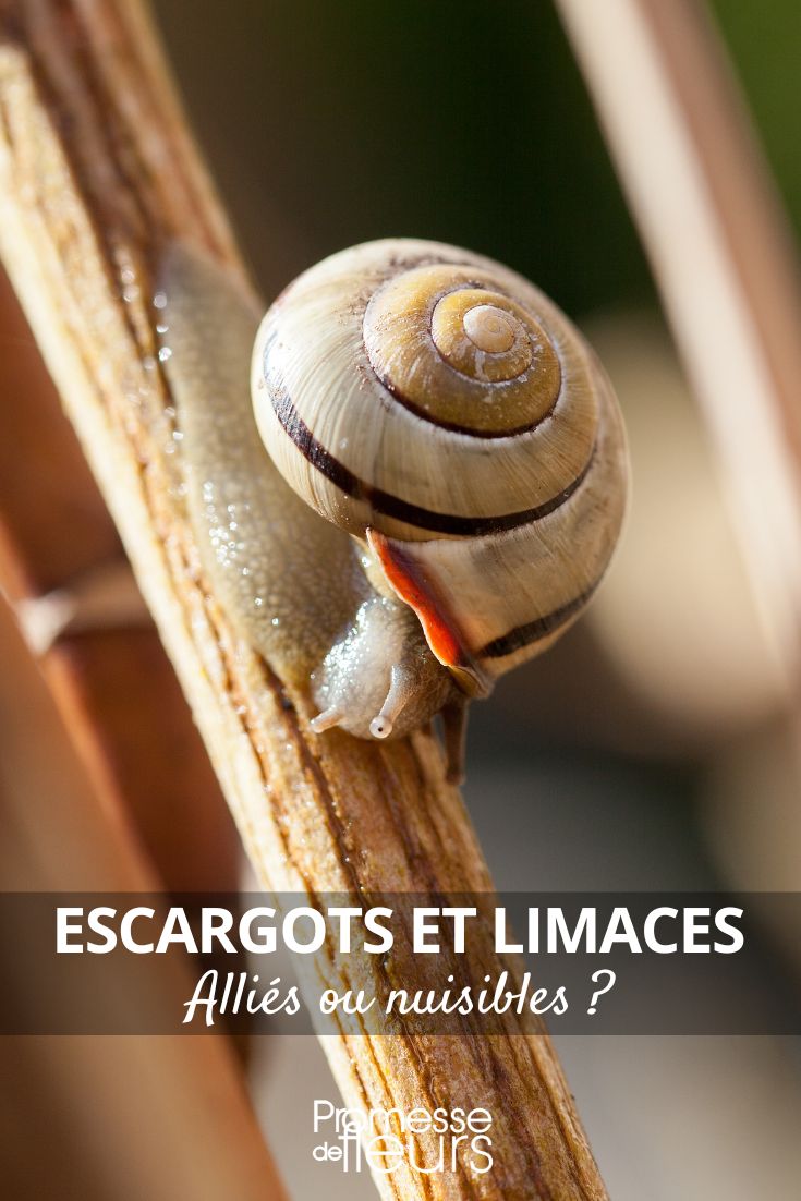 Gartenschnecke