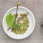 Gemmotherapie: Lebenskraft der Knospen