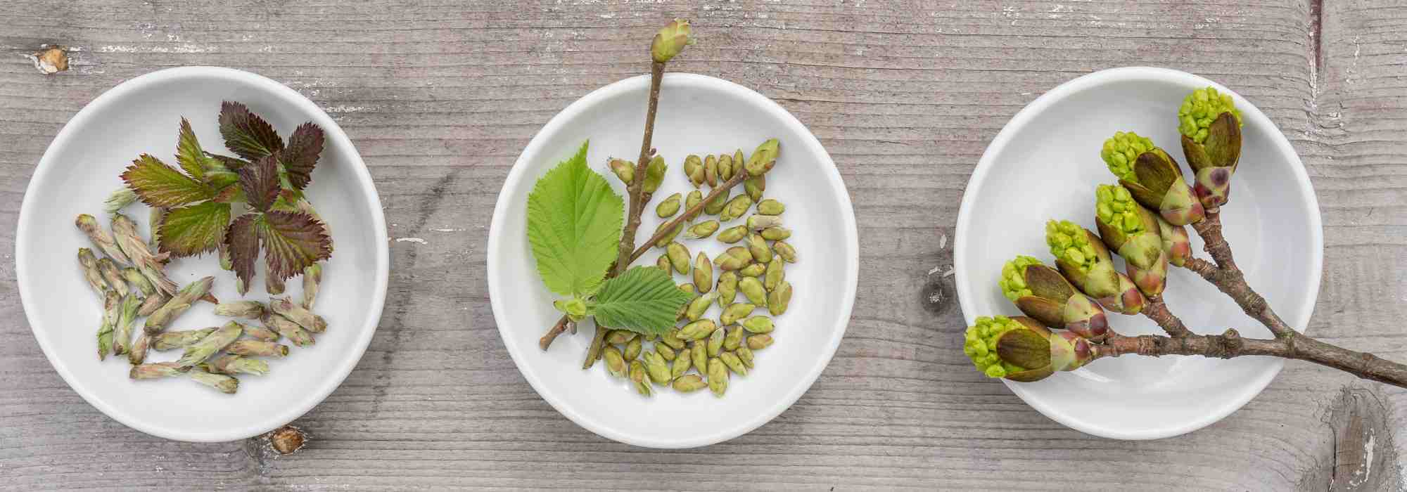 Gemmotherapie: Lebenskraft der Knospen