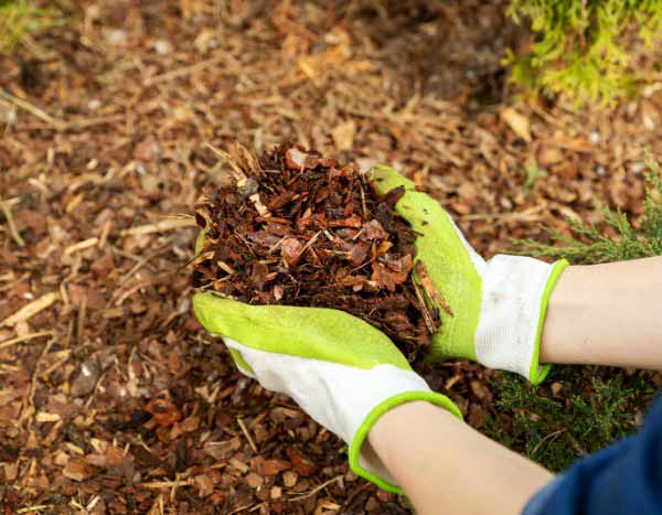 Garten für Anfänger: In 5 Schritten mulchen