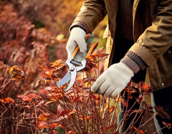 Garten für Anfänger: Wann und wie Stauden in 4 Schritten schneiden