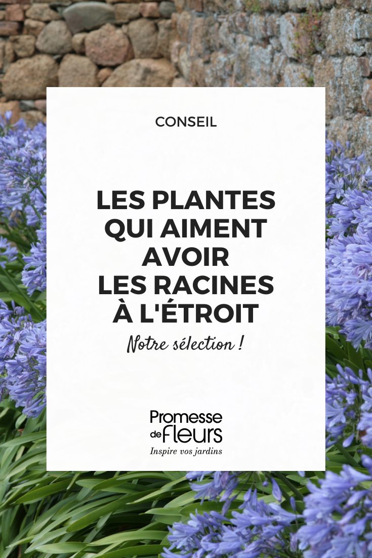 Agapanthus