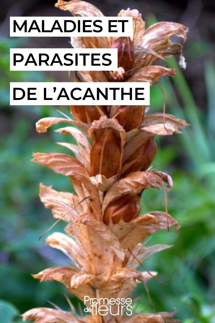 die Akanthus pflegen
