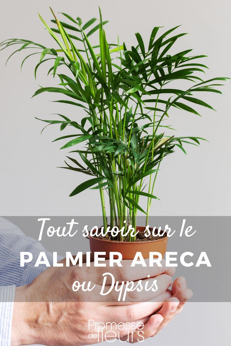 Pflanzen und Pflegen von Dypsis

Dypsis, auch bekannt als Goldfruchtpalme oder Areca-Palme, ist eine beliebte Zimmerpflanze, die mit ihren eleganten, gefiederten Blättern und ihrer tropischen Ausstrahlung jeden Raum verschönert. Hier sind einige Tipps, wie Sie Ihre Dypsis erfolgreich pflanzen und pflegen können:

**Standort:**
- Stellen Sie Ihre Dypsis an einen hellen Ort, aber vermeiden Sie direkte Sonneneinstrahlung, da dies die Blätter verbrennen kann.
- Ein Platz mit indirektem Licht, z.B. in der Nähe eines Fensters mit Vorhängen, ist ideal.

**Boden:**
- Verwenden Sie eine gut durchlässige, humusreiche Blumenerde. Eine Mischung aus Torf, Sand und Perlit eignet sich gut.
- Achten Sie darauf, dass der Topf über ausreichende Drainagelöcher verfügt, um Staunässe zu vermeiden.

**Gießen:**
- Halten Sie die Erde gleichmäßig feucht, aber nicht nass. Lassen Sie die oberste Schicht der Erde zwischen den Wassergaben leicht antrocknen.
- Vermeiden Sie Staunässe, da dies zu Wurzelfäule führen kann. Reduzieren Sie im Winter die Wassergaben.

**Luftfeuchtigkeit:**
- Dypsis bevorzugt eine hohe Luftfeuchtigkeit. Besprühen Sie die Blätter regelmäßig mit Wasser oder stellen Sie die Pflanze auf eine mit Wasser gefüllte Schale mit Kieselsteinen.
- Alternativ können Sie einen Luftbefeuchter in der Nähe der Pflanze verwenden.

**Düngen:**
- Düngen Sie Ihre Dypsis während der Wachstumsperiode (Frühling bis Sommer) alle zwei Wochen mit einem ausgewogenen Flüssigdünger.
- Reduzieren Sie die Düngergaben im Herbst und Winter auf einmal im Monat.

**Umtopfen:**
- Umtopfen Sie Ihre Dypsis alle zwei bis drei Jahre in einen etwas größeren Topf, um das Wachstum zu fördern.
- Achten Sie darauf, die Wurzeln beim Umtopfen nicht zu beschädigen.

**Schädlinge und Krankheiten:**
- Achten Sie auf Schädlinge wie Spinnmilben oder Schildläuse. Bei Befall können Sie die Pflanze mit einem milden Insektizid behandeln oder die Schädlinge manuell entfernen.
- Gelbe Blätter können auf Überwässerung oder Nährstoffmangel hinweisen. Passen Sie die Pflege entsprechend an.

**Vermehrung:**
- Dypsis kann durch Samen vermehrt werden, was jedoch Geduld erfordert. Die Samen keimen am besten in einer warmen, feuchten Umgebung.

Mit der richtigen Pflege wird Ihre Dypsis zu einer prächtigen, gesunden Pflanze, die Ihrem Zuhause oder Büro einen Hauch von Tropen verleiht. Viel Erfolg beim Pflanzen und Pflegen Ihrer Dypsis!
