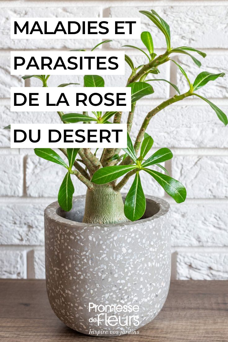 Pflege des Adeniums