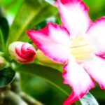 Adenium/Wüstenrose: Pflege