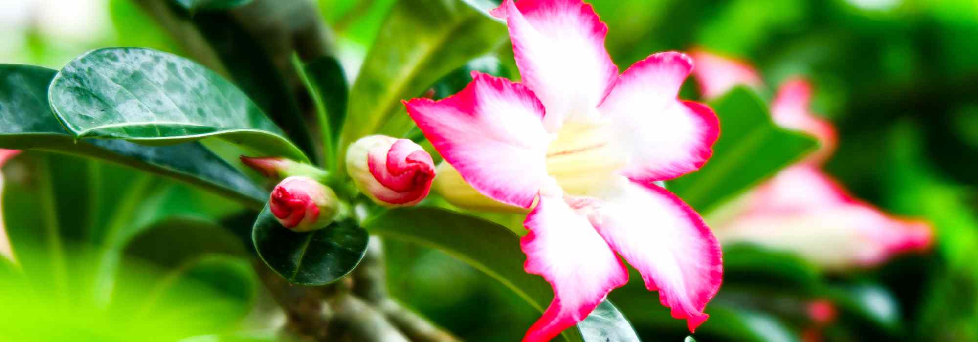Adenium/Wüstenrose: Pflege