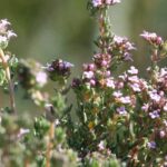 Erkältung natürlich mit Thymian lindern