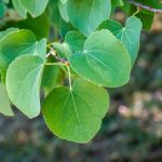 Cercidiphyllum, Katsurabaum: Rückschnitt