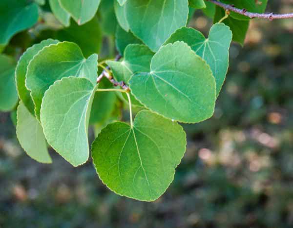 Cercidiphyllum, Katsurabaum: Rückschnitt