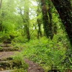 Gartentrend „Kronendach-Effekt“: Wald zu Hause