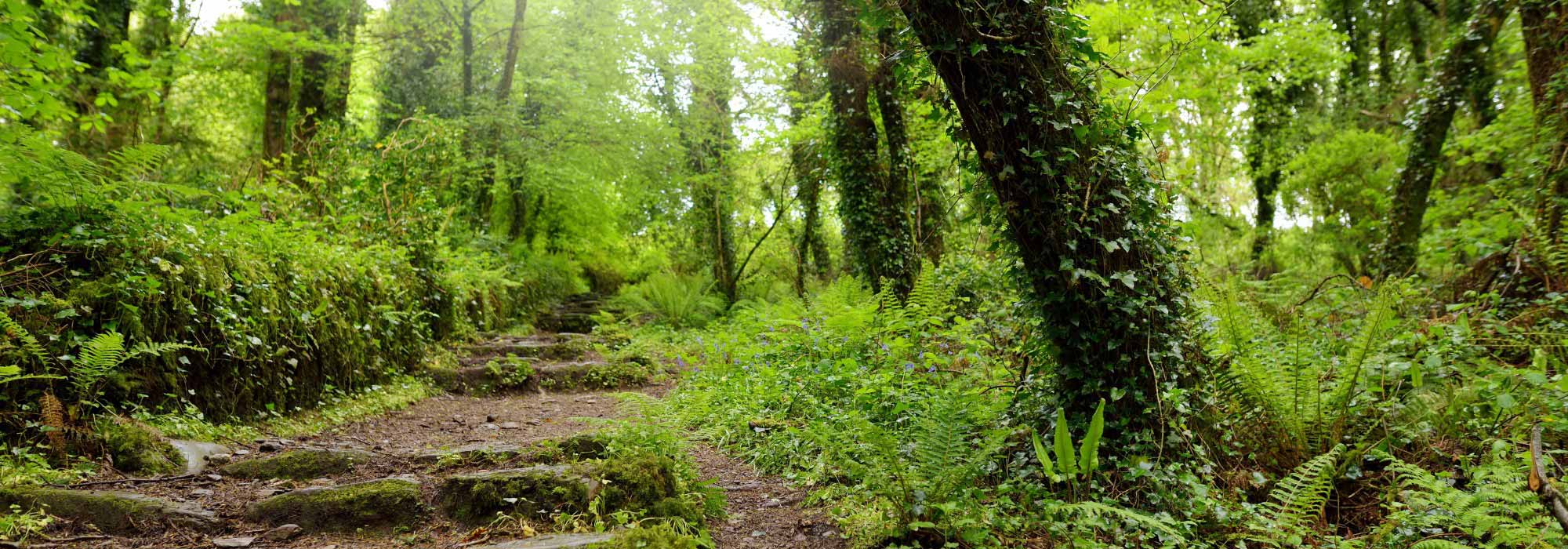 Gartentrend „Kronendach-Effekt“: Wald zu Hause