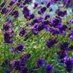Future Dusk: Blauviolett belebt den Garten