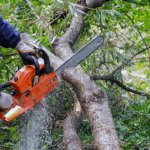 Baumfällen für Anfänger: 5 sichere Schritte