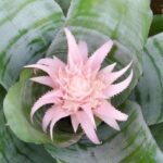 Aechmea: Krankheiten erkennen, Parasiten bekämpfen