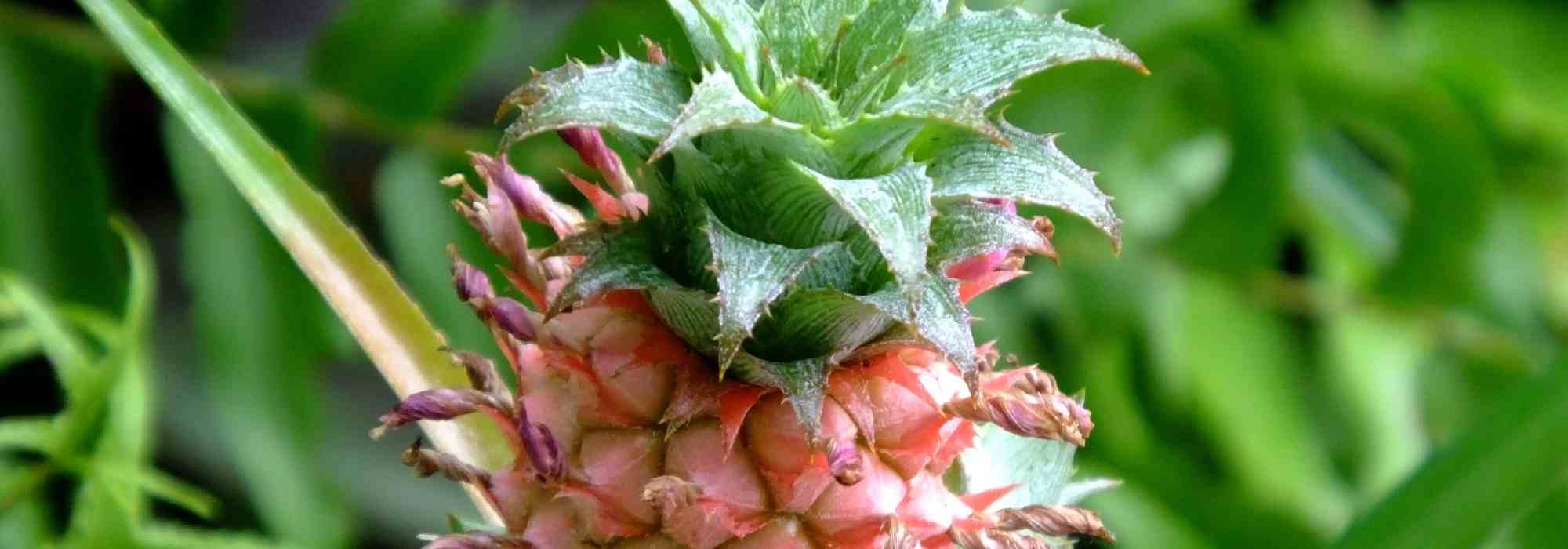 Ananas: Pflege als Zimmerpflanze durchs Jahr