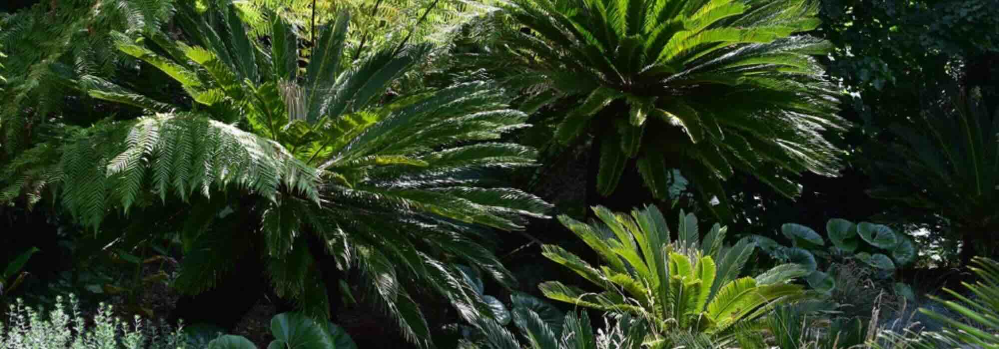 Exotische Sträucher: dekoratives Laub, Gartenstruktur