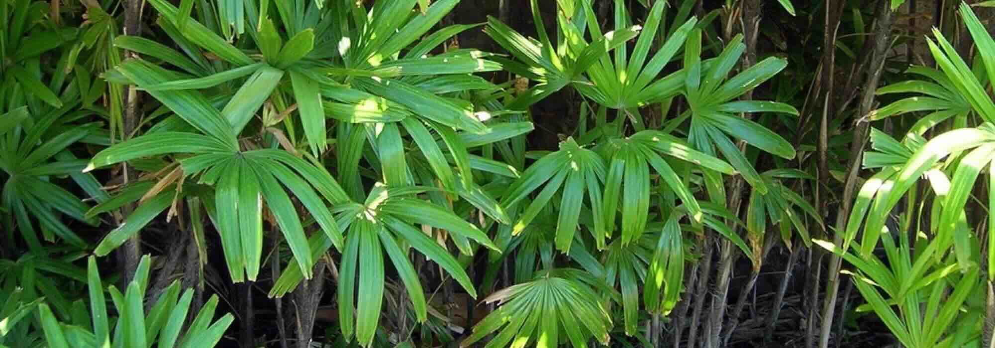 Exotische Sträucher mit üppigem Laub: Urlaubsflair im Garten!