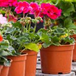 Pelargonien durch Stecklinge vermehren?